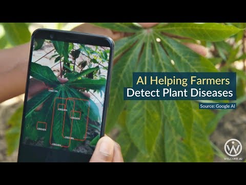 AI Helping Farmers Detect Plant Diseases