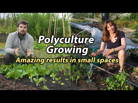 Polyculture Planting | Incredible Way to Increase Production in a Small Space Vegetable Garden