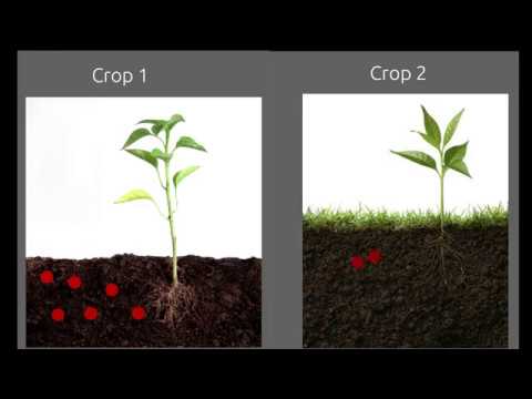 Crop Rotation: A mean to increase soil fertility.