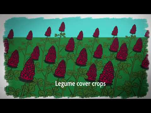 What is Sustainable Agriculture? Episode 2: Cover Crops and Soil Health