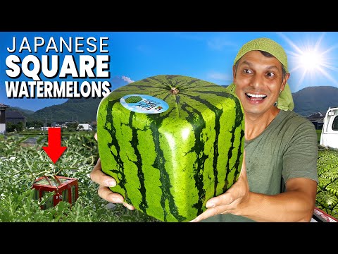 How Japanese Square Watermelons are Made &amp; Eaten ★ ONLY in JAPAN