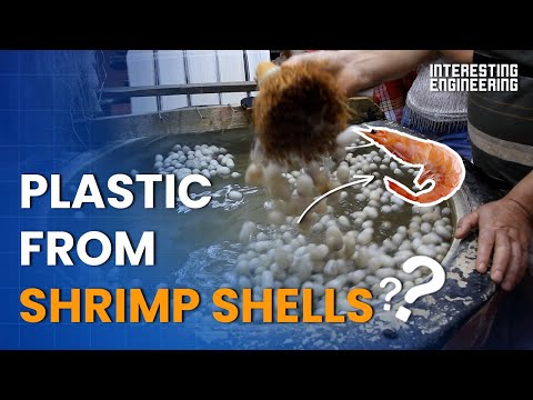 Can We Make Plastic from Shrimp Shells?