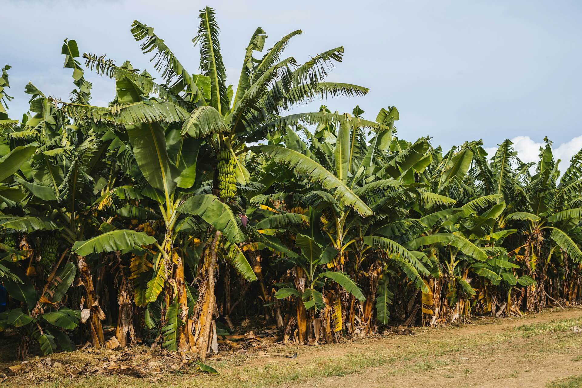 Banana Farming Certifications and Standards