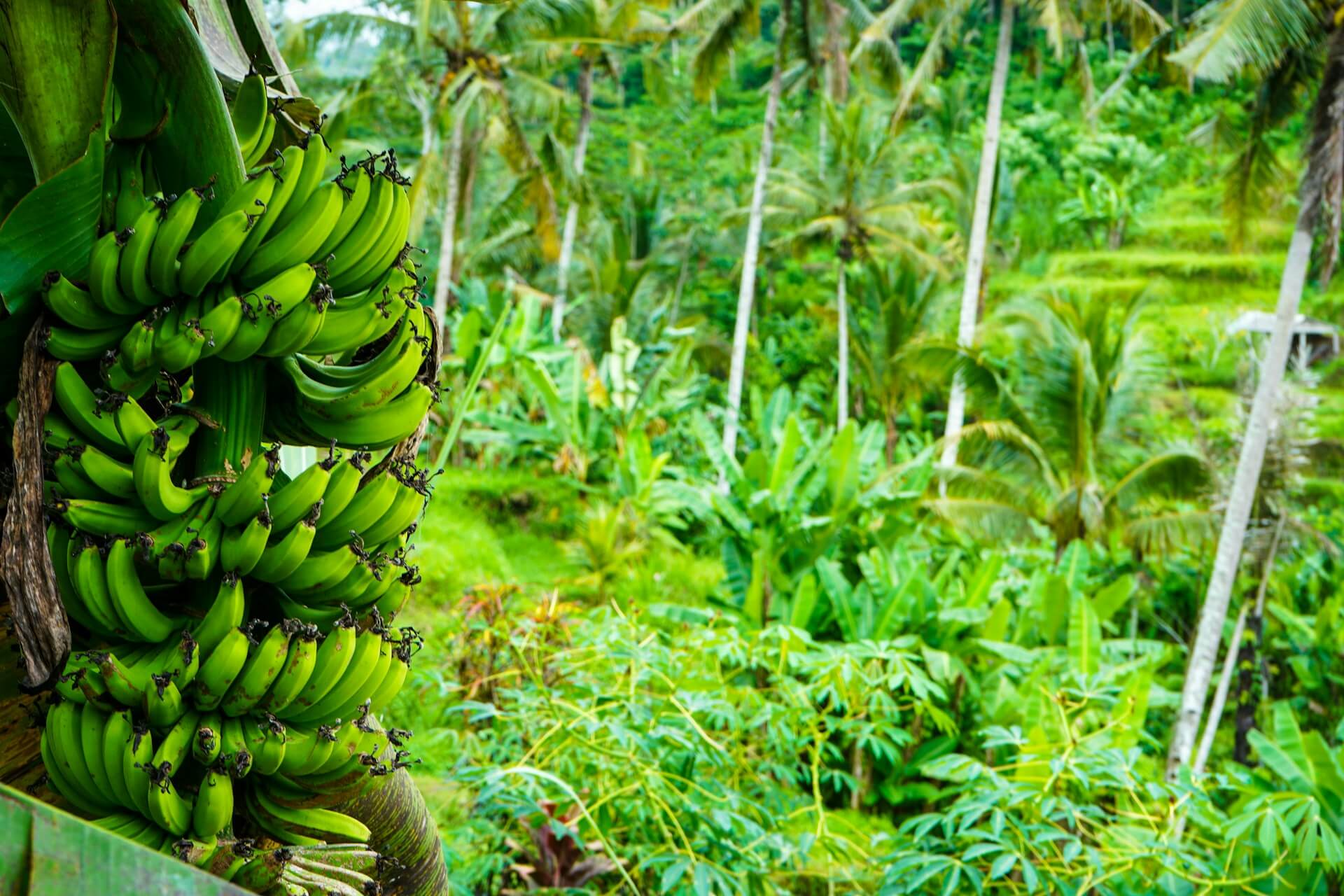 Banana Production Cost Analysis