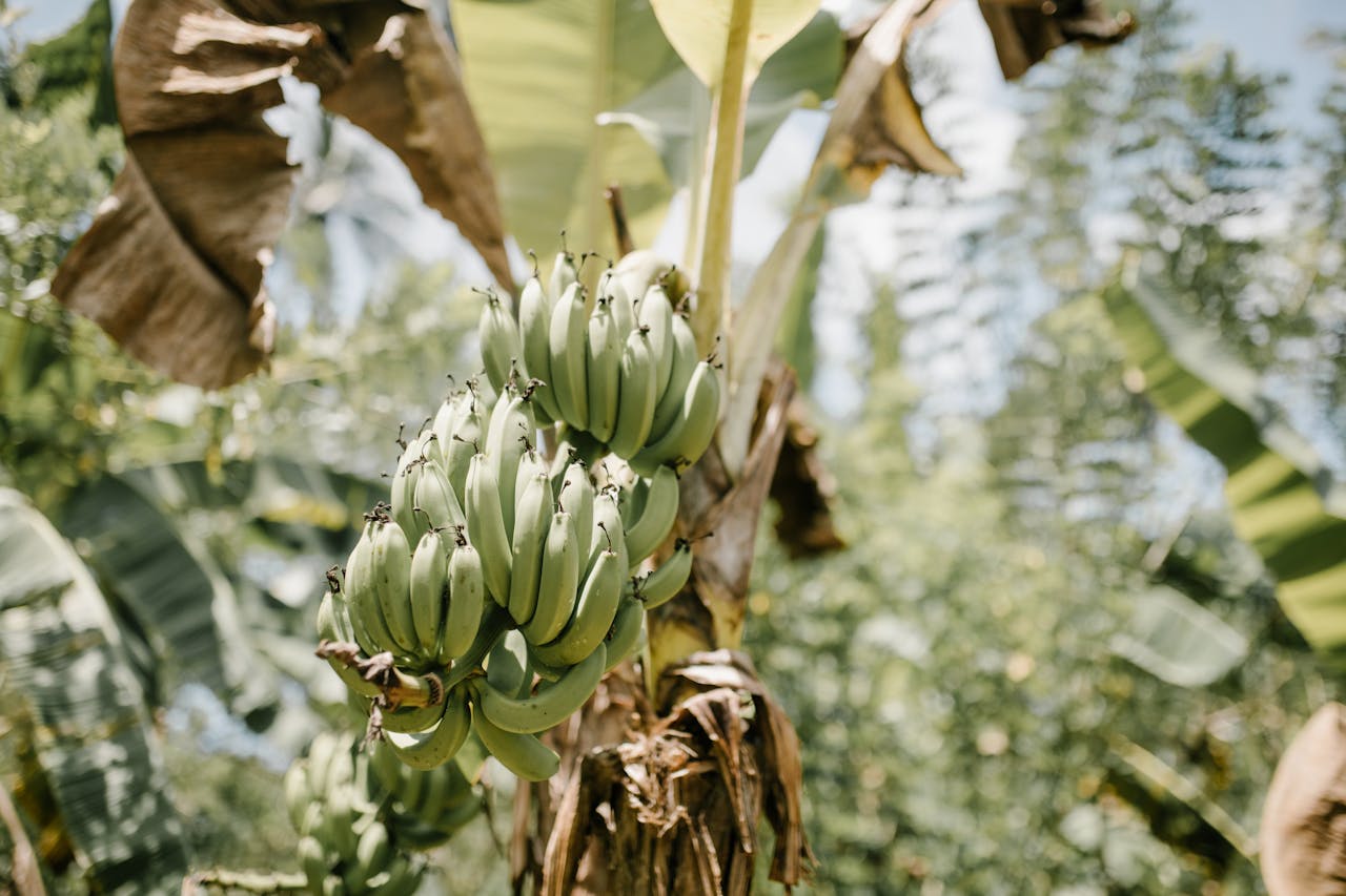 Best Practices For Growing Bananas Successfully