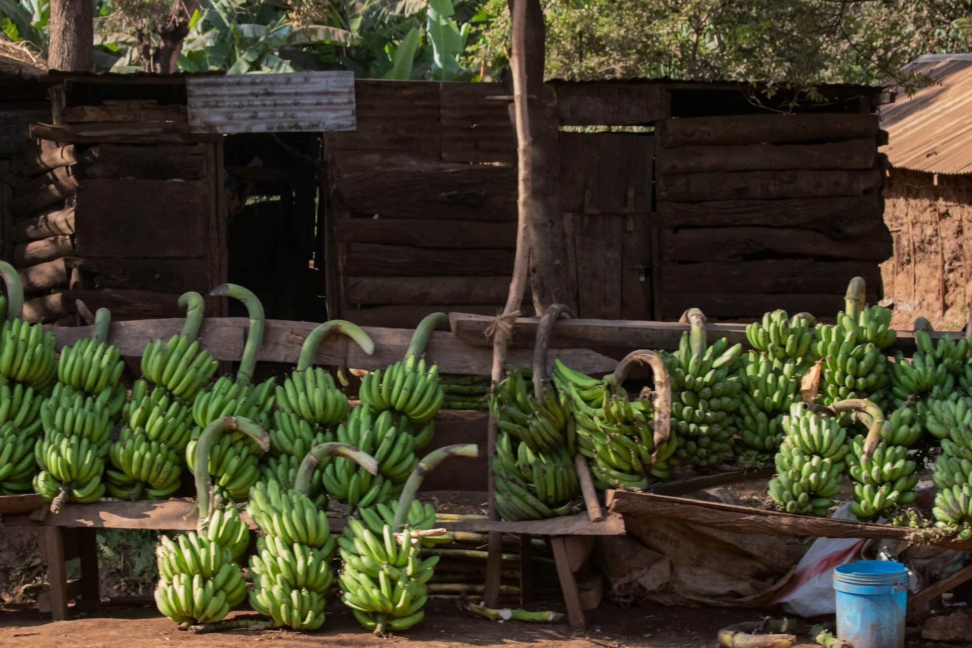 Challenges and Solutions in Banana Logistics