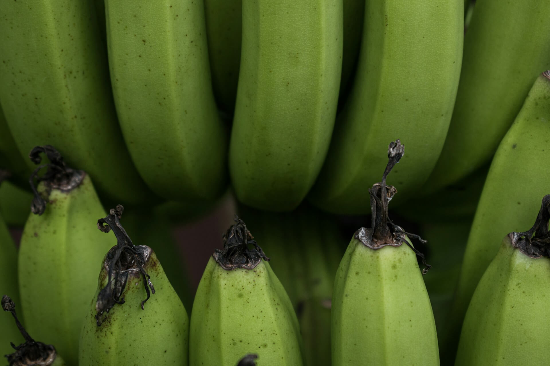Emerging Markets for Banana Production and Distribution