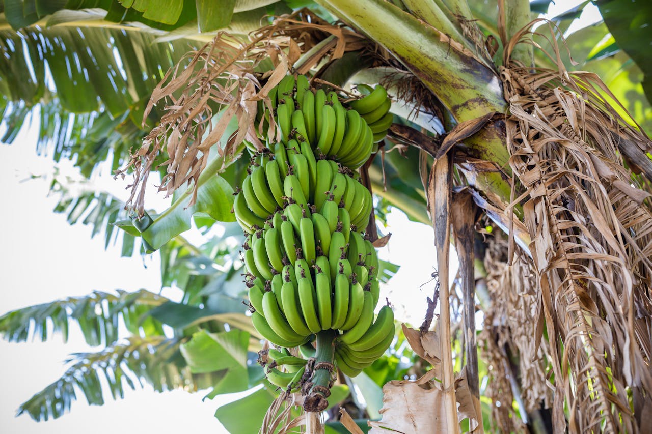 Future Trends in the Banana Market What Producers Need To Watch Out For