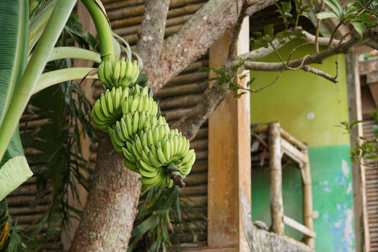 Sustainable Banana Farming