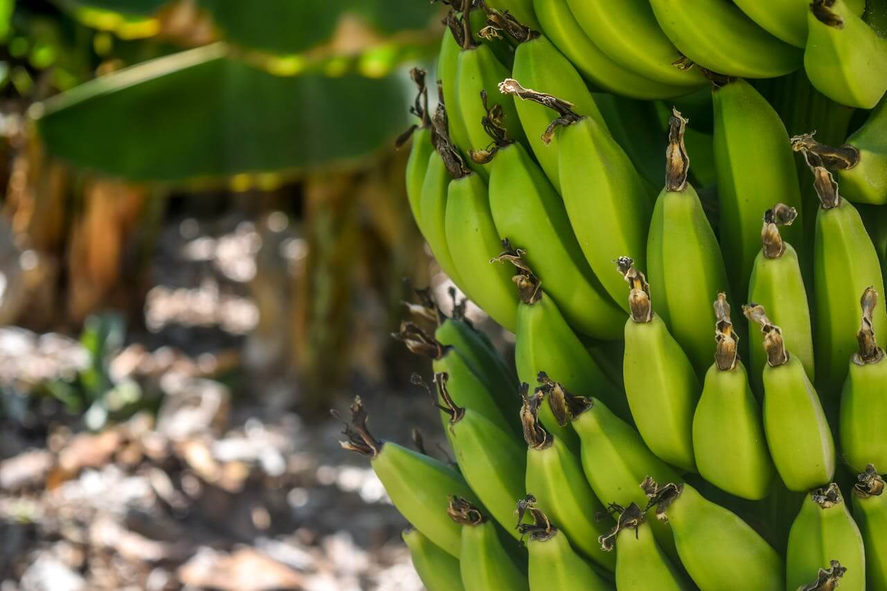 Ways to Enhance Efficiency in Banana Packaging and Distribution