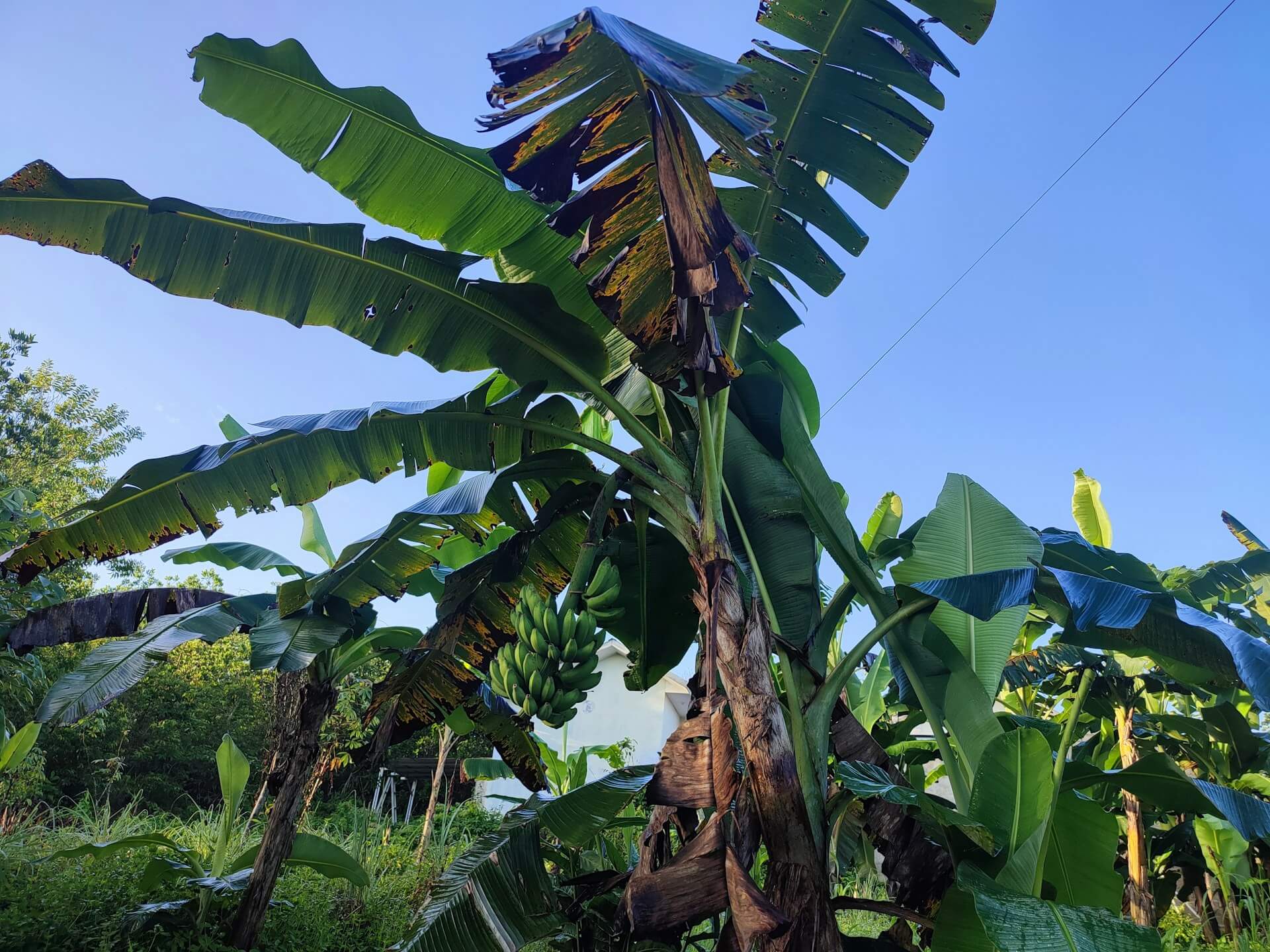 Banana Crop Disease Management 10 Tips To Keep Your Bananas Healthy