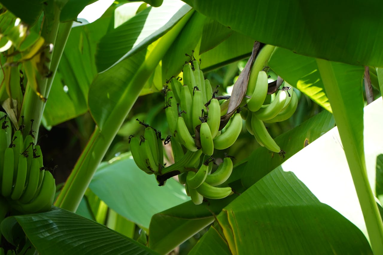 How to Start a Banana Produce Company A Step-by-Step Guide