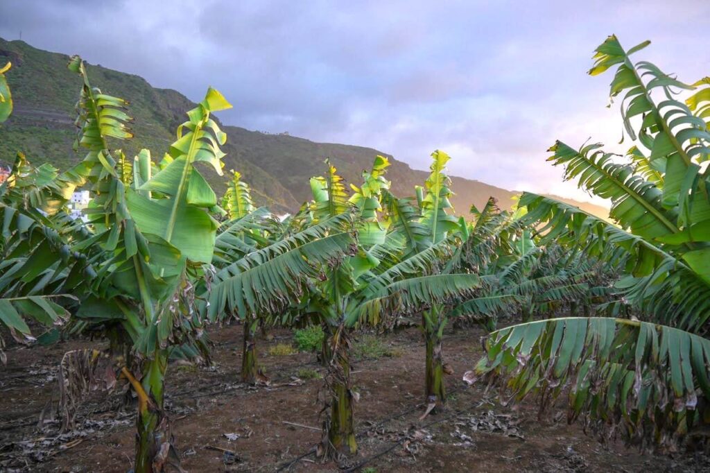 Insights Into Retail Price Dynamics of Bananas