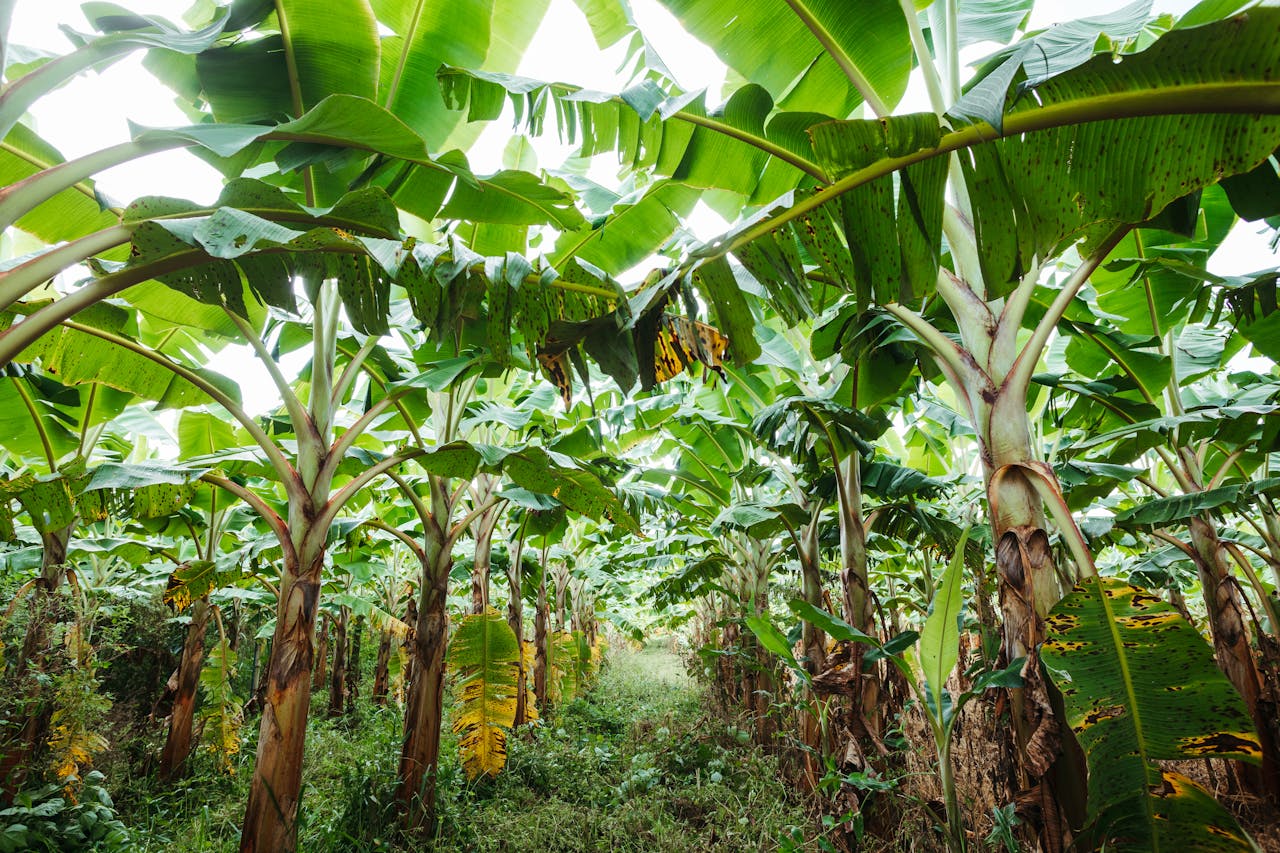 Investment Opportunities in Banana Production