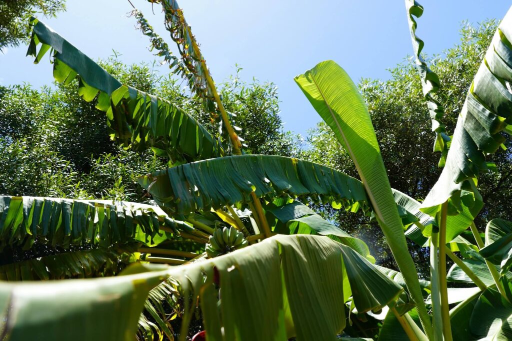 Key Channels in Banana Distribution Networks