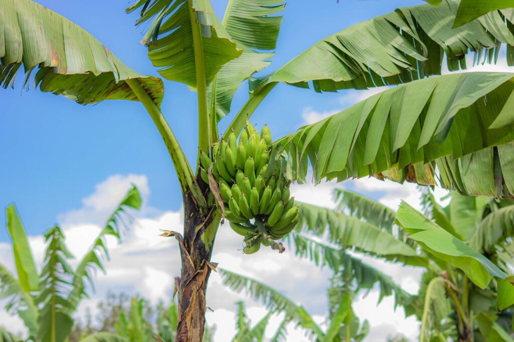 Roles of Wholesalers in the Banana Supply Chain