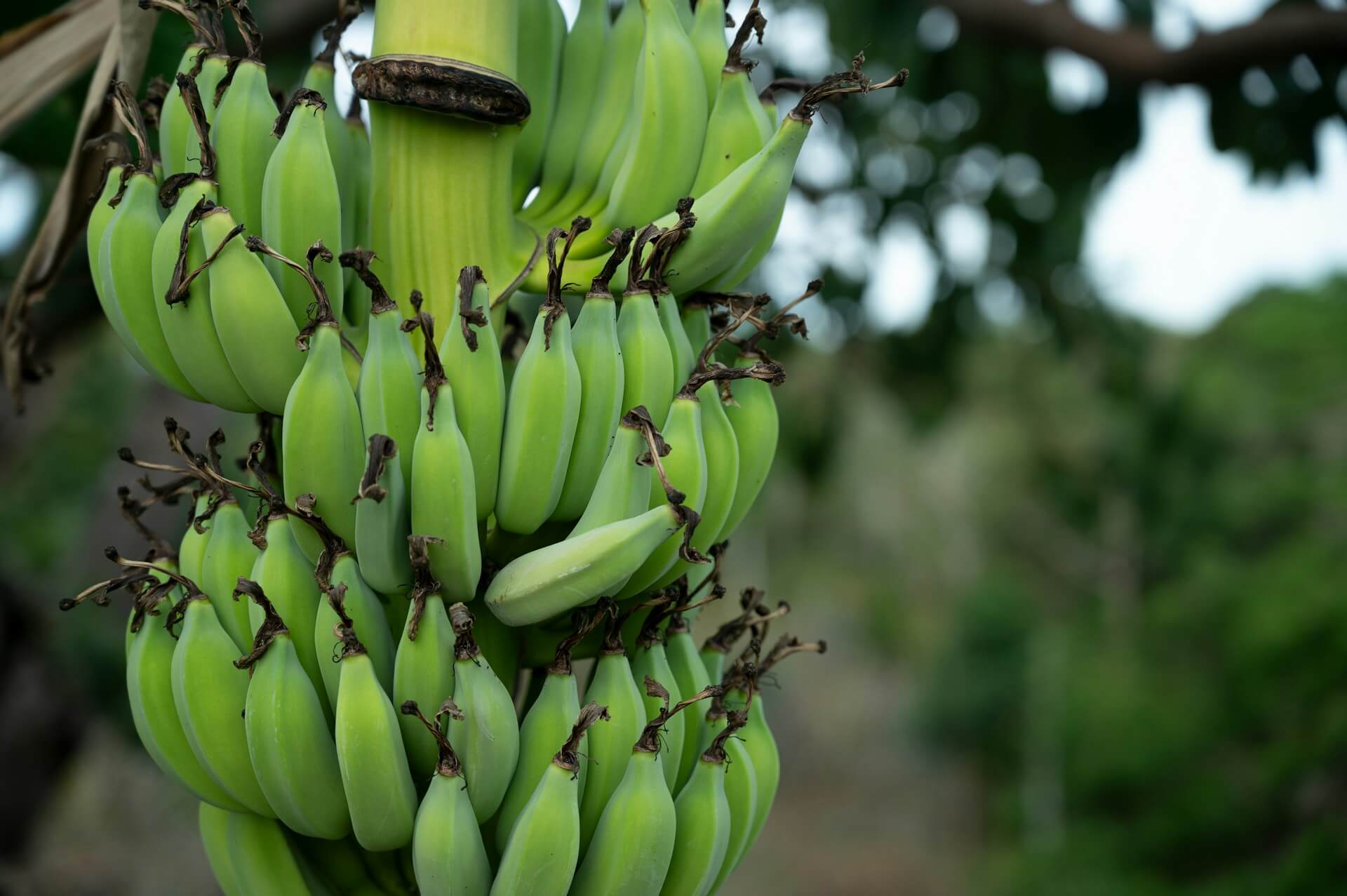 Strategies To Enhance Banana Sales During Off-Peak Seasons