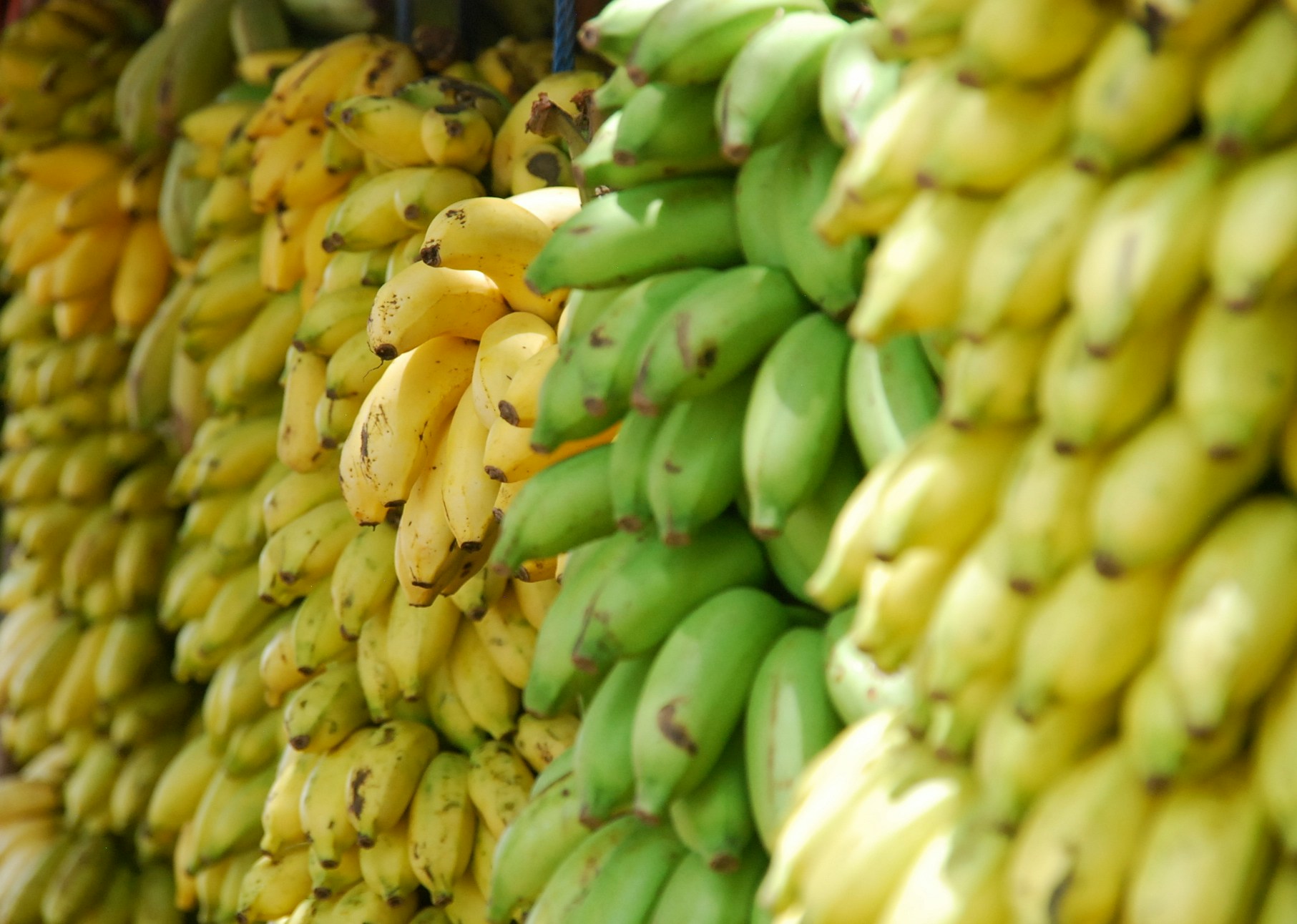 Impacts of Global Trade Policies on Banana Distribution