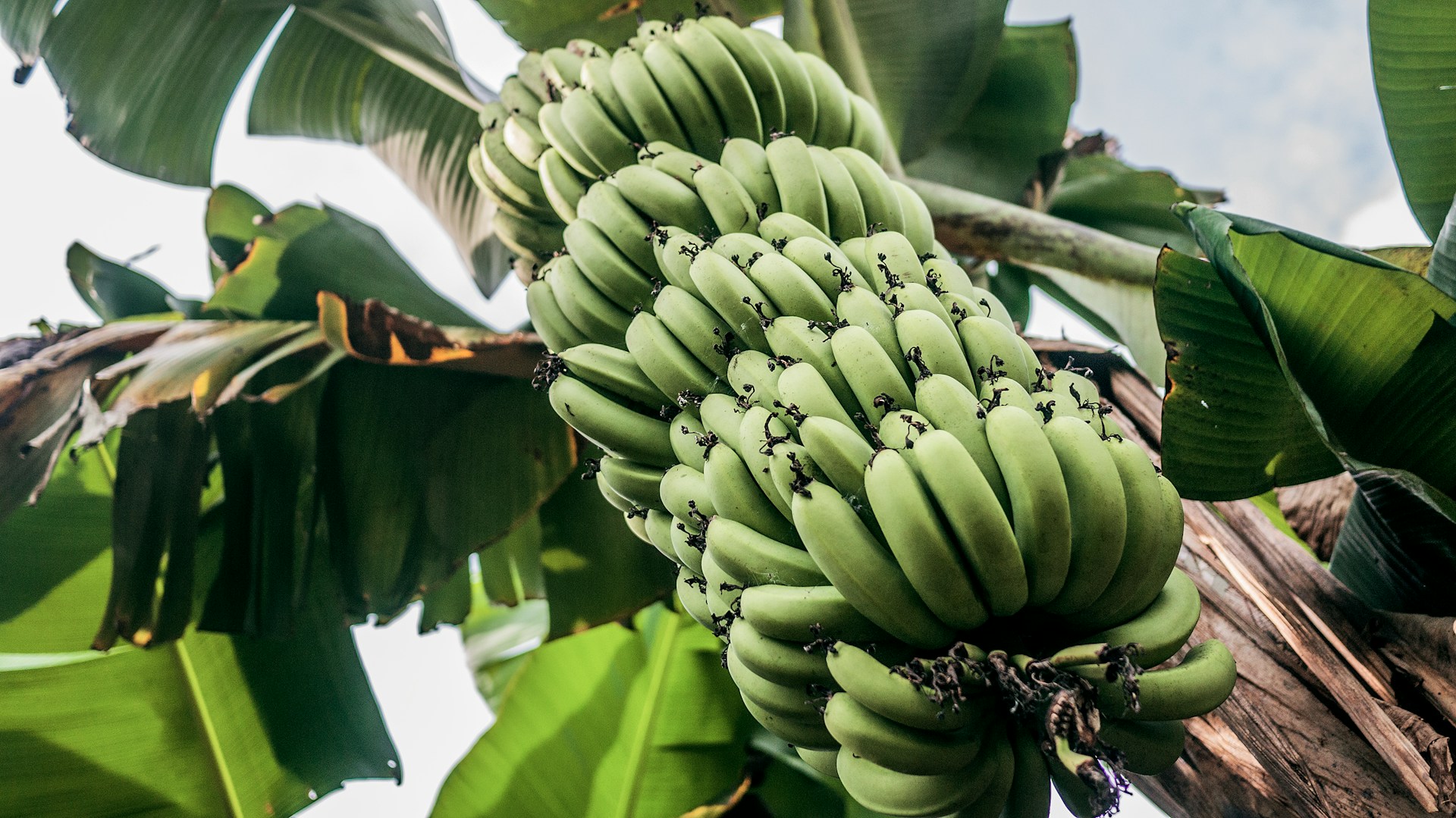 Technologies Transforming Banana Retail and Distribution