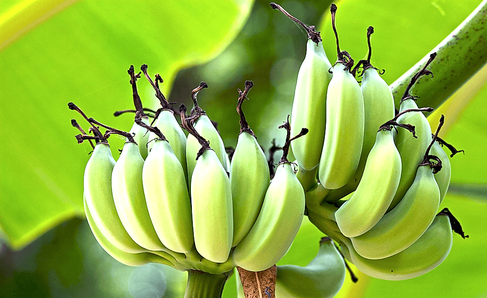 Advanced Banana Cultivation Techniques For Higher Yields