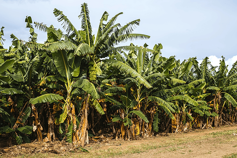 Essential Steps in Crafting a Banana Farming Business Plan
