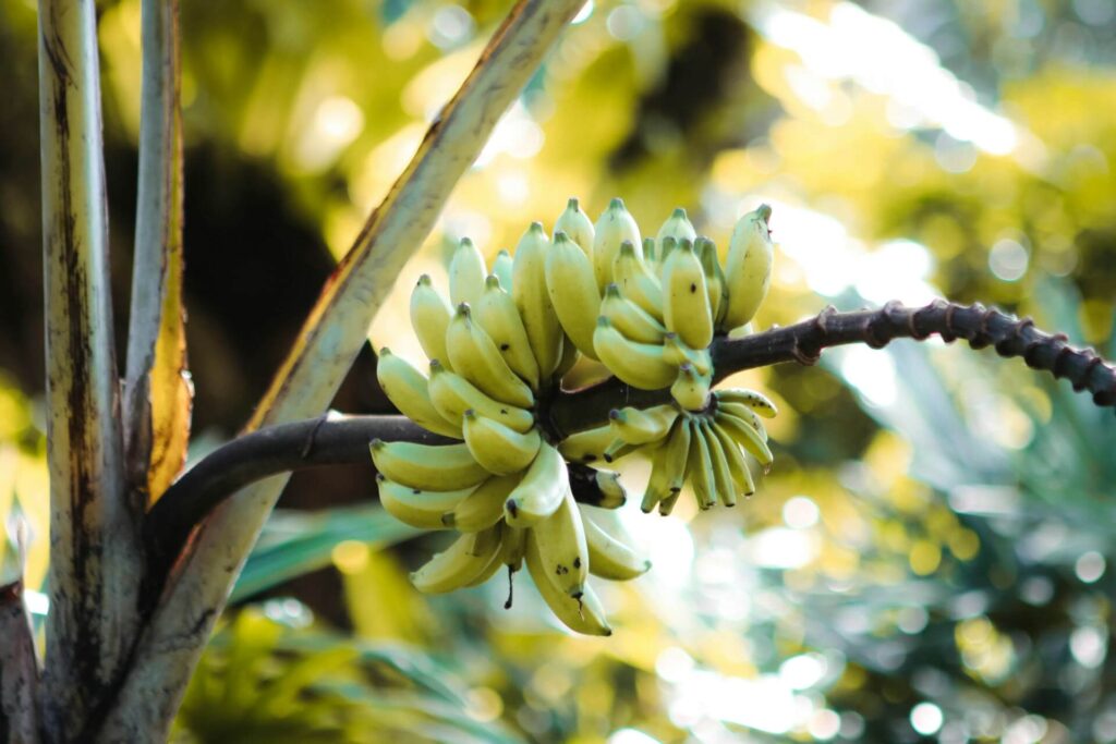 integrating-technology-in-banana-farming