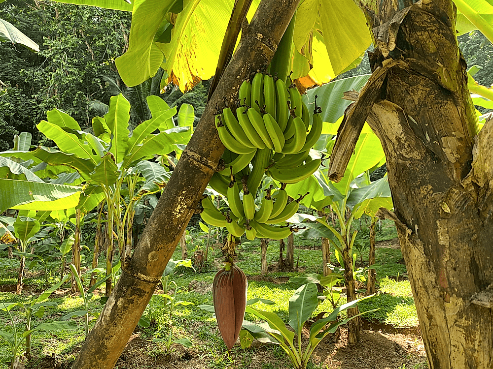 Organic Banana Farming: 5 Guidelines To Follow For Eco-Friendly Production