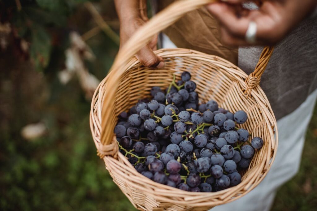 techniques-for-prolonging-produce-life-post-harvest