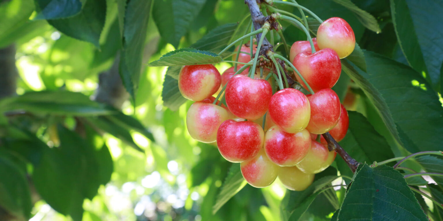 CMI Orchards Brings Back Skylar Rae Cherries | Produce Leaders